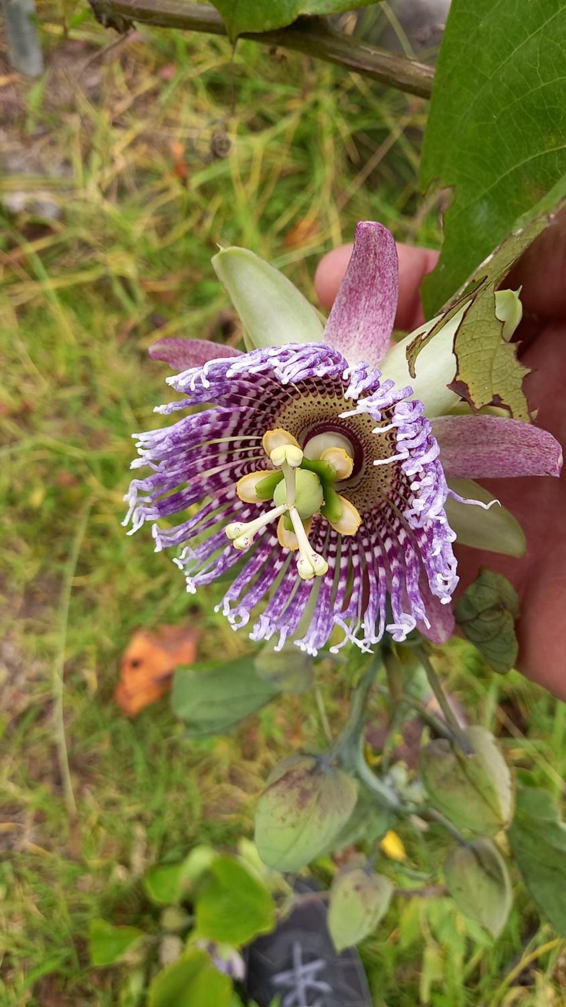 Finca Petrona Calacali 外观 照片
